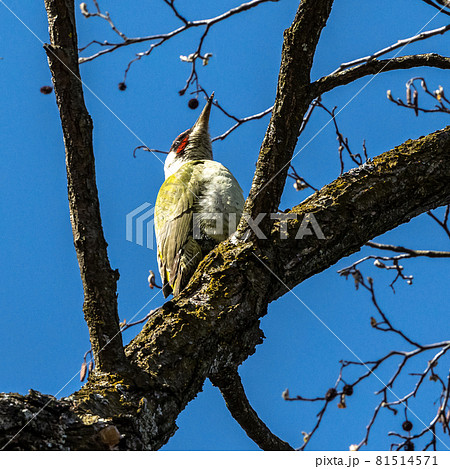 Grey-headed woodpecker, Picus canus. On a sunny morning, a bird sits on a tree trunk and looks for food. 81514571
