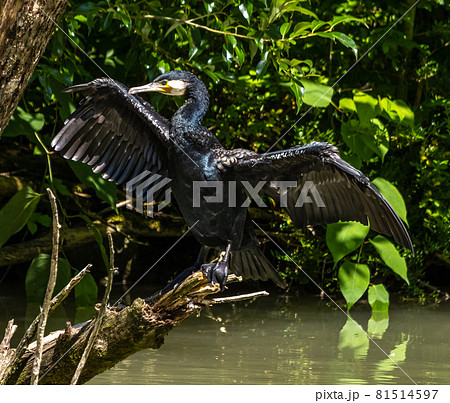 The great cormorant, Phalacrocorax carbo sitting on a branch 81514597