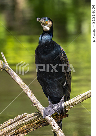 The great cormorant, Phalacrocorax carbo sitting on a branch The great cormorant, Phalacrocorax carbo sitting on a branch 81514604
