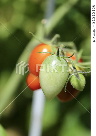 家庭菜園で無農薬栽培している未完熟ミニトマト 家庭菜園で無農薬栽培している未完熟ミニトマト 81515156