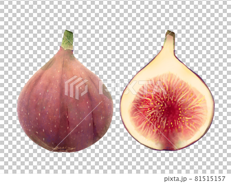 オシャレないちじくの丸ごとと断面をカットしたイラスト素材 オシャレないちじくの丸ごとと断面をカットしたイラスト素材 81515157