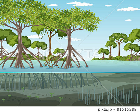 Mangrove Forest Landscape Scene At Daytimeのイラスト素材 Mangrove Forest Landscape Scene At Daytimeのイラスト素材