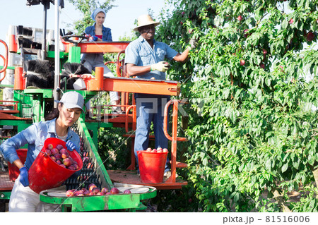 Asian woman gathering crop of plums on harvesting machine Asian woman gathering crop of plums on harvesting machine 81516006