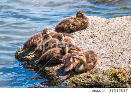 Cute little ducklings sits on a lake coast Cute little ducklings sits on a lake coast 81516357