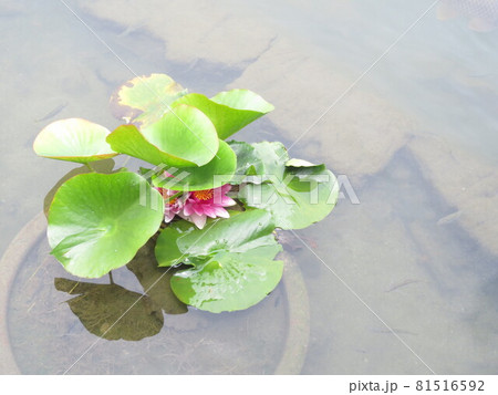 睡蓮の花 睡蓮の花 81516592