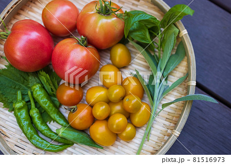 家庭菜園で取れた夏野菜の写真素材