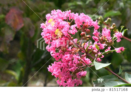 サルスベリの花 サルスベリの花 81517168