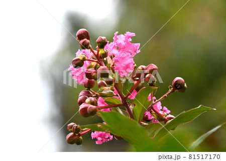 サルスベリの花 81517170