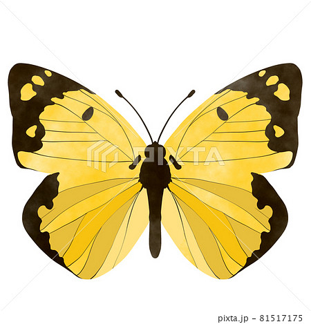 モンキチョウ イラスト 水彩風のイラスト素材 [81517175] - PIXTA