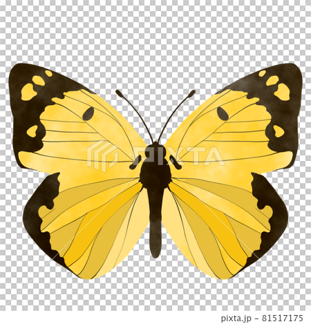 Colias erate illustration watercolor style 81517175