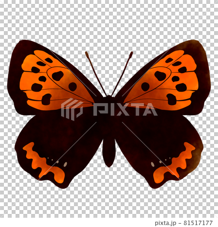 Small copper illustration watercolor style 81517177