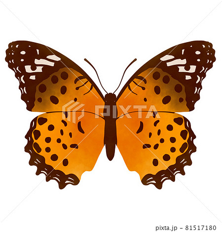 ツマグロヒョウモン イラスト 水彩風のイラスト素材