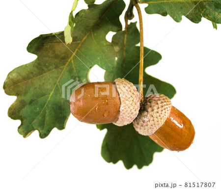 Ripe acorns and branch with leaves white background Ripe acorns and branch with leaves white background 81517807