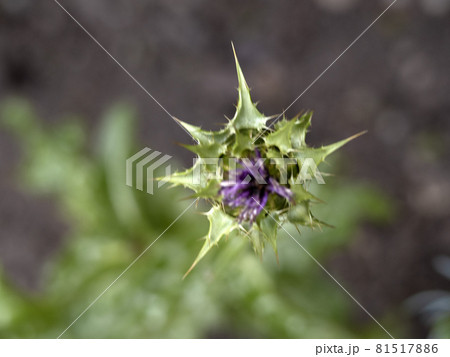 sylibum marianum thistle plant flower close up 81517886