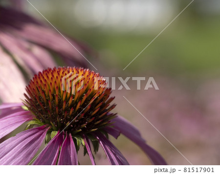 Echinacea plant flower close up Echinacea plant flower close up 81517901