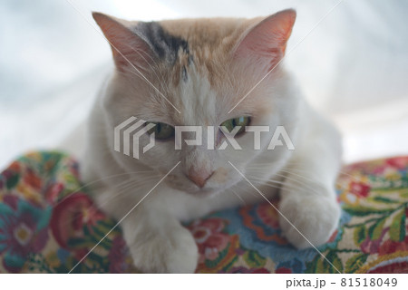 ネコ 81518049