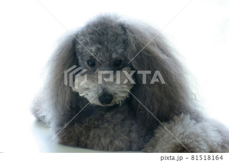 トイプードル シルバー 伏し目がち トイプードル シルバー 伏し目がち 81518164