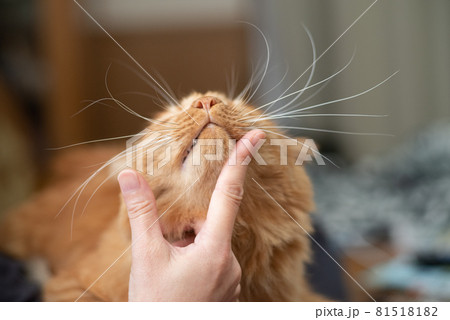 ねこが好き　茶トラ猫 81518182