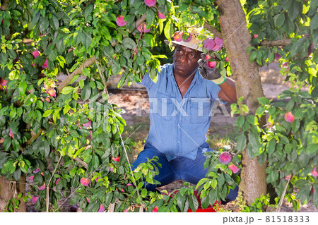 African male gardener picking plums from tree 81518333