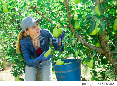 Young workwoman harvesting ripe pears in farm garden 81518382