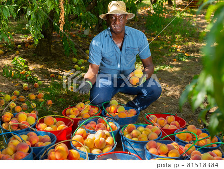Successful african american farmer sitting in garden near buckets of peaches Successful african american farmer sitting in garden near buckets of peaches 81518384