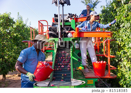 Multinational team of farmers working on modern harvesting platform in orchard, picking plums Multinational team of farmers working on modern harvesting platform in orchard, picking plums 81518385