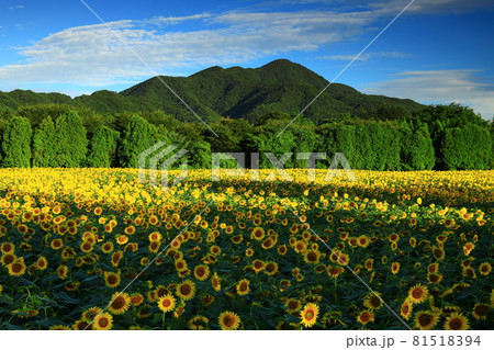 岩手県矢巾町 夏の岩手県矢巾町 夏のひまわり畑ひまわり畑の写真素材 岩手県矢巾町 夏の岩手県矢巾町 夏のひまわり畑ひまわり畑の写真素材