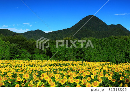 岩手県矢巾町　夏の岩手県矢巾町　夏のひまわり畑ひまわり畑 81518396