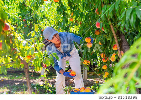 Asian farm workwoman harvesting ripe peaches in garden 81518398