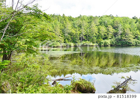 初夏の白駒の池　水面に映り込む風景 81518399