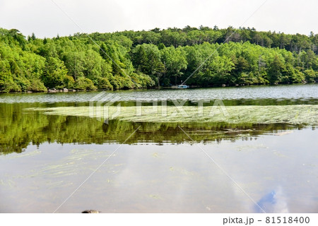 夏の白駒の池の水面 81518400