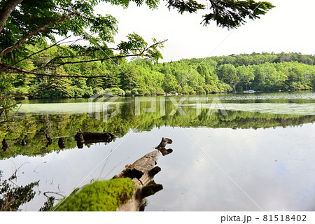 初夏の白駒の池 81518402