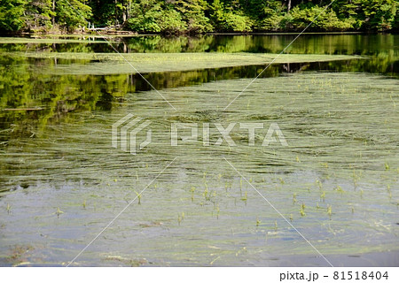 夏の白駒の池の水面 81518404