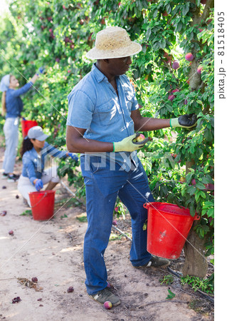 Plantation workers picking plums 81518405