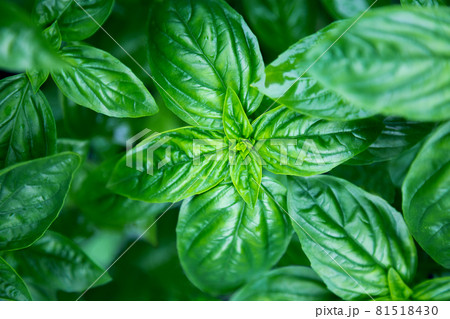 Organic green basil plant growing in garden Organic green basil plant growing in garden 81518430