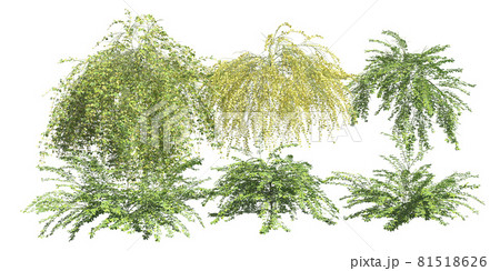 Climbing plants creepers isolated on white background 3d illustration Climbing plants creepers isolated on white background 3d illustration 81518626
