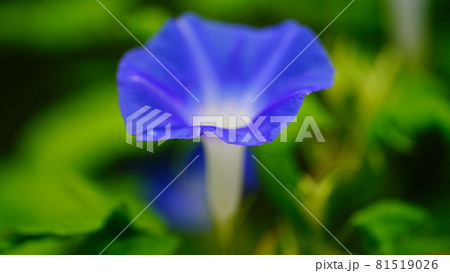 朝顔パワー 81519026