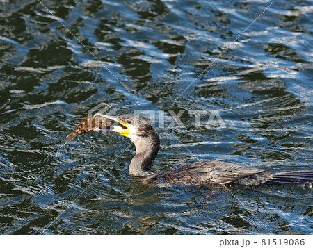 カサゴを捕食するウミウ(左向き) カサゴを捕食するウミウ(左向き) 81519086