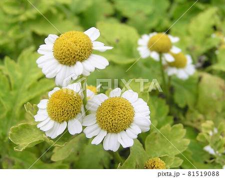 ゴールデンフィーバーフュー ゴールデンフィーバーフュー 81519088