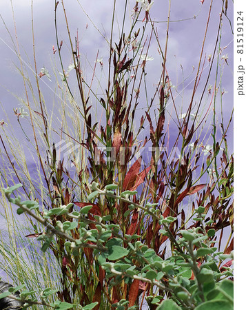 multicolored plant composition, natural background, copy space, pattern, wallpaper 81519124