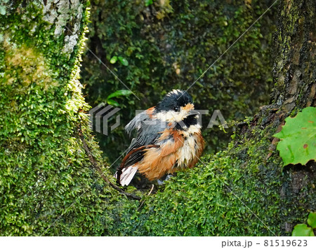 水浴びして水浸しのヤマガラ 81519623