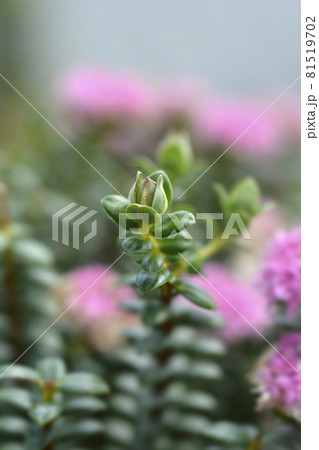 Rosy rice flower Rosy rice flower 81519702