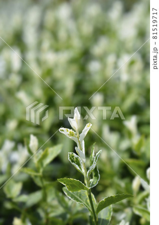 Wintercreeper Harlequin Wintercreeper Harlequin 81519717