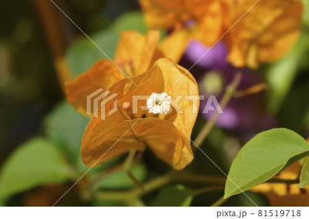 Bougainvillea Alexandra Bougainvillea Alexandra 81519718