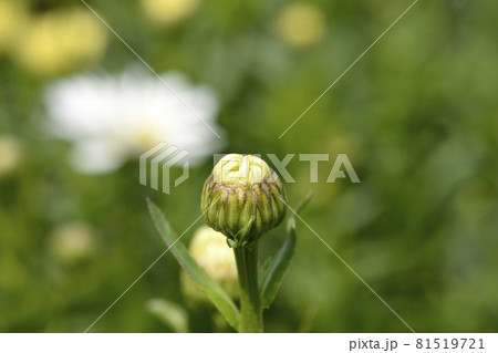 Shasta daisy Dwarf Snow Lady 81519721