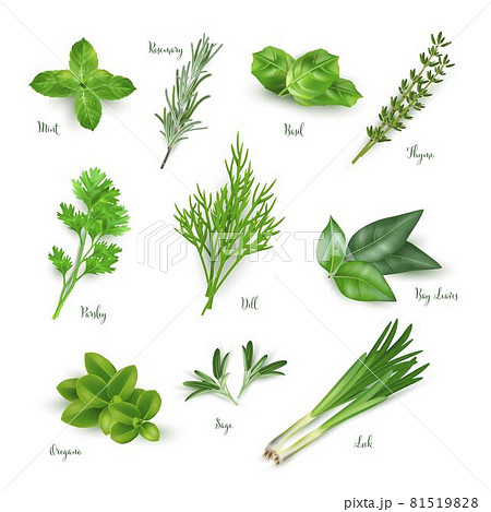 Green herbs set isolated on white background.... - Stock Illustration  [81519828] - PIXTA
