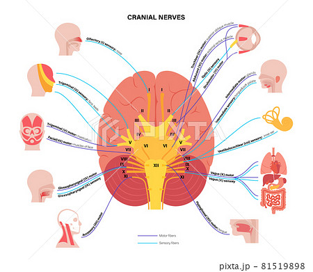 Cranial nerves diagram 81519898