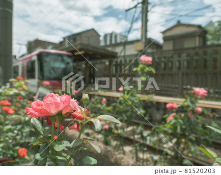 都電荒川線 バラの花が咲く三ノ輪橋駅の風景の写真素材 8153 都電荒川線 バラの花が咲く三ノ輪橋駅の風景の写真素材 8153