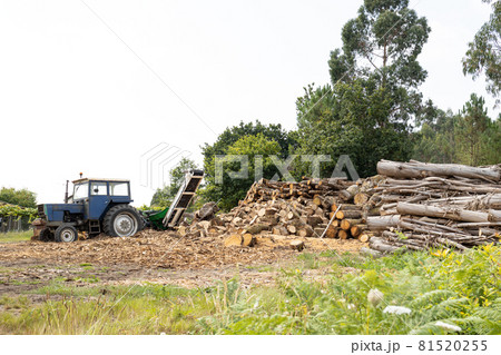 Rural scene with stacked trees and a tractor with wood splitter to chop firewood. Copy space 81520255