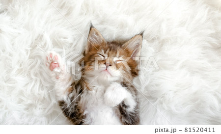Gray Striped Kitten Sleeping. Kitty Sleeping on a Fur White Blanket. Concept of Adorable Cat Pets. 81520411